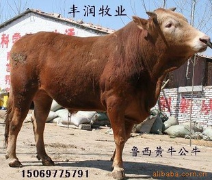 利木赞牛—利木赞牛—利木赞牛(300-800斤)