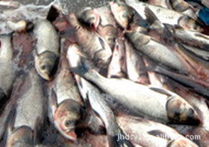 零风险保质量成品鱼成鱼淡水鱼鲢鱼1.5-2斤
