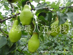供应大头梨,贵妃梨,八梨,巴梨,洋梨,阳梨,伏梨