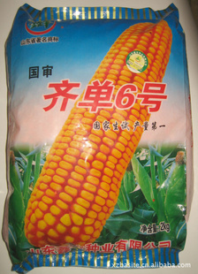 供应玉米种子 杂交玉米种子 齐单6号玉米种子