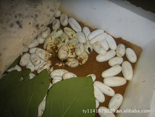 大量批发2012年产水律蛇蛇蛋