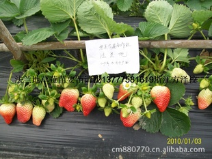 供应法兰地草莓苗,适合广东广西云南福建云南地区种植的花兰帝苗