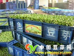 供芽苗菜种植 泡沫箱生产绿色豆芽新技术转让