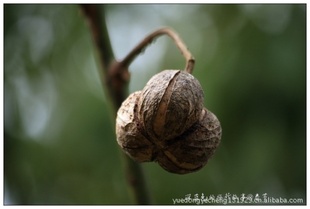 橡胶种子(三叶橡胶树,巴西橡胶树 )