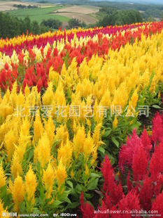 火炬鸡冠花|凤尾鸡冠花|火炬花|一二年生草花|绿化苗木|花坛摆放