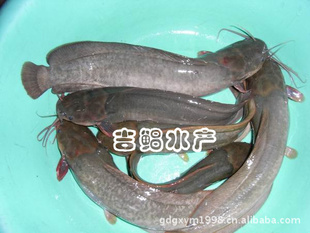 【吉鲳水产】供应纯种本地塘虱鱼苗(水花,规格苗)塘虱鱼苗
