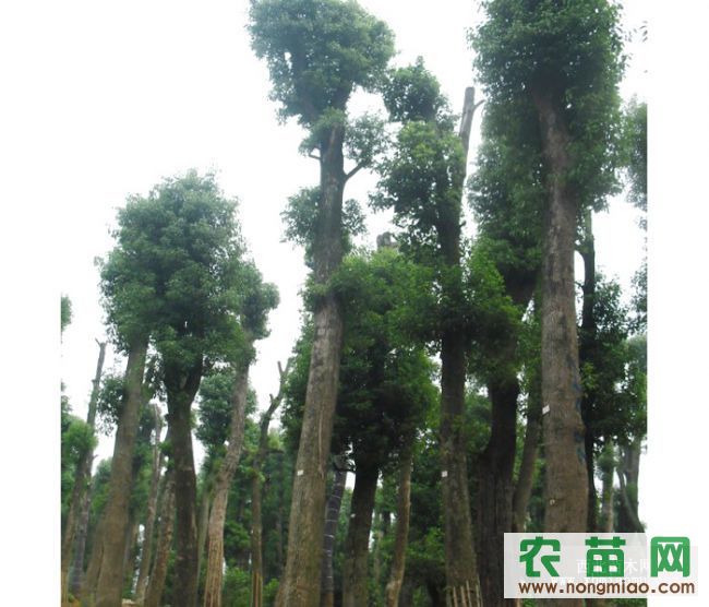 樟树人口让_樟树