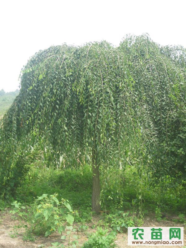 出售垂榆树30多棵