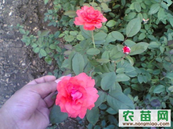 蔷薇花帽子怎么搭_蔷薇花怎么画(3)