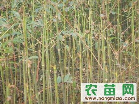 摇钱树苗怎么种
