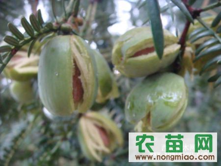 种子 > 浙江优质香榧苗香榧苗木香榧子苗香榧树香榧种子草榧木榧实