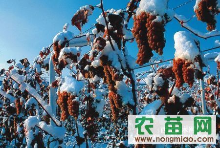 冰葡萄苗(威代尔冰葡萄苗)