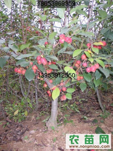 供应甜茶种,甜茶芽苗,北美海棠芽苗,长寿果芽苗,开心果芽苗