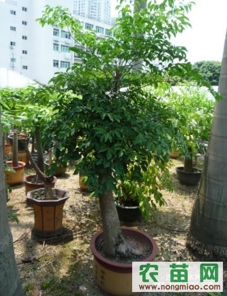 富贵树 供应