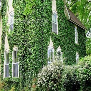 {供应常春藤垂挂攀援植物-四季常青盆栽花卉长春藤藤