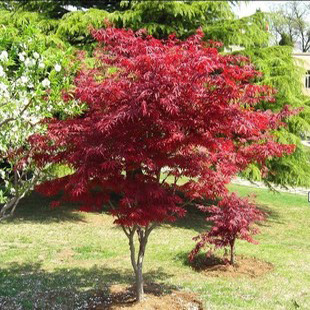 苗圃低价直销美国红枫树苗日本红枫枫树苗彩色庭院苗种植技术