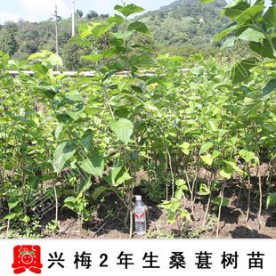 【兴梅】2年生嫁接桑葚果树苗当年结果庭院植物常绿盆栽盆景蚕叶