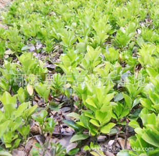 东亮花木大量供应大叶黄杨常绿灌木或小乔木四季常青黄杨