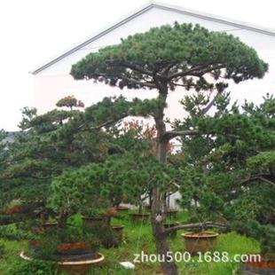 供应古桩树木盆景,造型迎客松,罗汉松,五针松,桂花,红豆杉指导