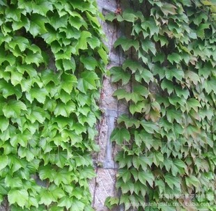 供应绿化苗木50万棵迎春,连翘,常春藤,霖宵凌霄爬藤植物