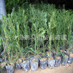 大量供应红豆杉树苗红豆杉小苗各种规格价格实惠欢迎定订购