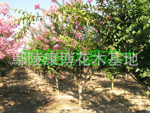 花木,苗木,工程绿化苗木,园林绿化苗木,花卉 产品信息 所在地: 河南