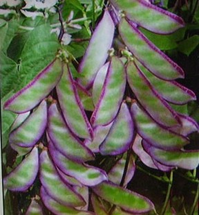 ۻ߲º߱ⶹԵ߲10װ