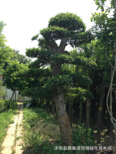 供应造型榆树/造型石榴树/等各种造型树|雪松图片及