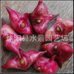 供应菱角水菱,风菱,乌菱,菱角,水栗,菱实,芰实,灵果