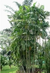 供应园林绿化棕榈类植物青棕,马氏射叶椰子