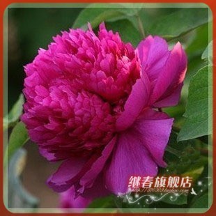 全场秒杀精品牡丹花【首案红】盆栽牡丹三年苗