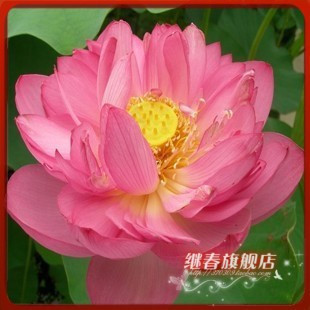 水生植物碗莲种根【红千叶】碗莲种藕盆栽碗莲