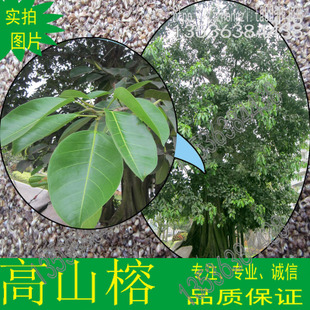 高山榕种子马榕鸡榕大青树大叶榕ficusaltissimabl榕树