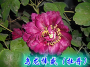 批发销售花卉洛阳牡丹乌龙捧盛