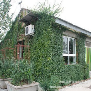 四季常绿藤本攀缘爬藤植物小叶扶芳藤苗子爬行卫矛爬墙高手