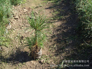 保证市场最低价格供应樟子松苗2年苗当年苗