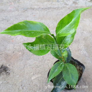 白锦辉茶花苗木品种保证迎福茶花80多种品种保证盆栽花卉