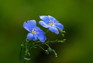 供应多种花卉种子,如蓝亚麻(多年生,蓝色,茑萝,柳穿鱼