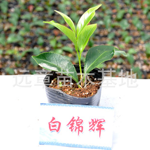 [精品茶花]白锦辉茶花杯种植苗
