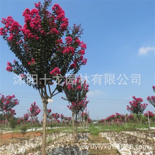 ڵͼޱƷ-ޱ6ִ