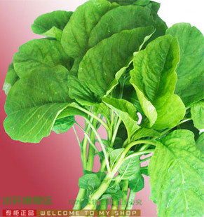 蔬菜水果实惠装【白圆叶苋菜】香菜叶菜抗病高产口味纯正