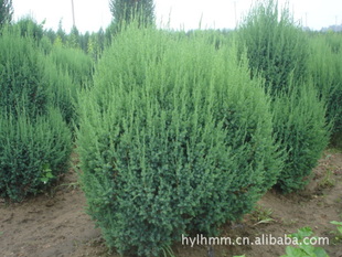 专供圆柏球翠柏球,松柏球,球类植物街道绿化行道树规格齐全