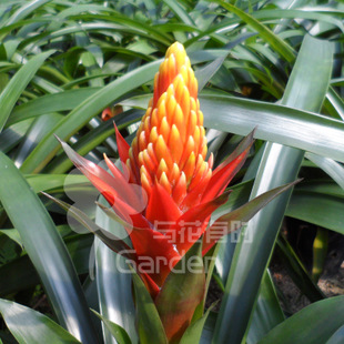 凤梨花火炬凤梨红凤梨菠萝花观赏凤梨年宵产地批发永福叶昌