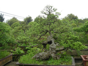 供桂花等绿化苗木 高档兰花 造型古桩盆景供应商 供桂花等绿化苗木 