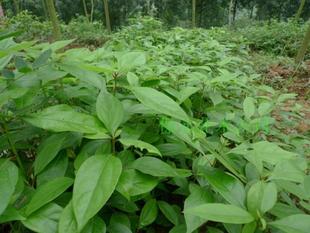 行道植物/香樟苗/保元绿化苗/木樟/乌樟/芳樟树/番樟