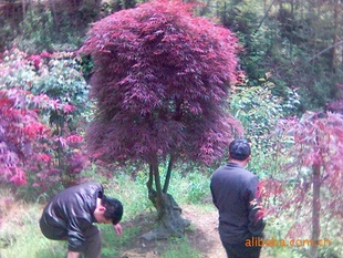 红羽毛枫,羽毛枫,青羽毛枫