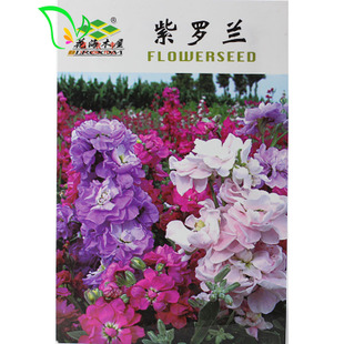 供应彩色包装花卉种子观花植物【紫罗兰】独立袋装