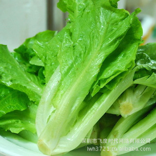 蔬菜种子九江玻璃生菜种子耐热性好易种植