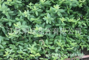 四季常青藤速铺扶芳藤爬墙植物墙的绿衣攀援植物大苗特耐寒