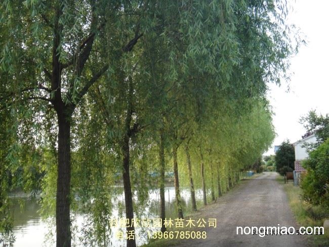 供应垂柳1-30公分,山东垂柳价格,垂柳价格,求购垂柳,直柳